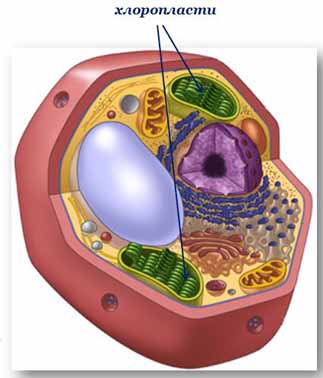 хлоропласти
