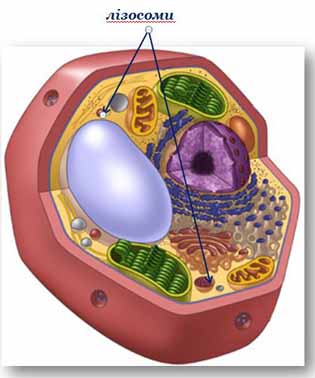 лізосоми