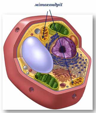 мітохондріїї