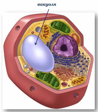 вакуоля