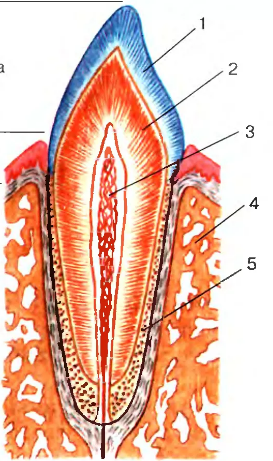 Какая часть зуба обозначена цифрой 3?